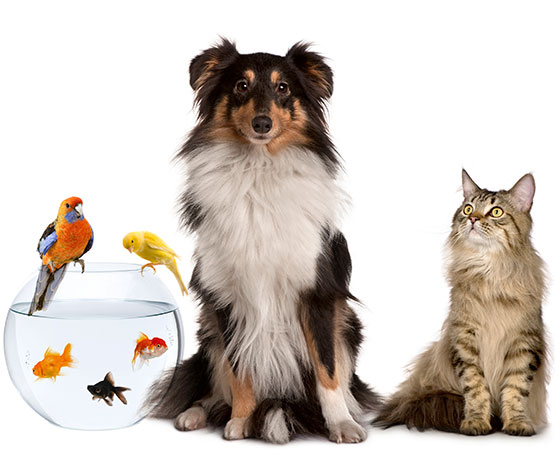 Pet care sector image